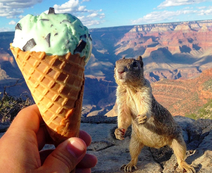 25 фотографии што ќе ве потсетат колку се прекрасни верверичките