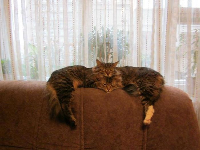 20 фотографии од мачки од што спијат во необична положба