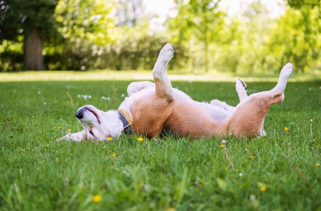 5 видови кучиња што се особено чувствителни на штетните сончеви зраци