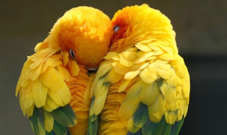 5 животни што им се верни на своите партнери