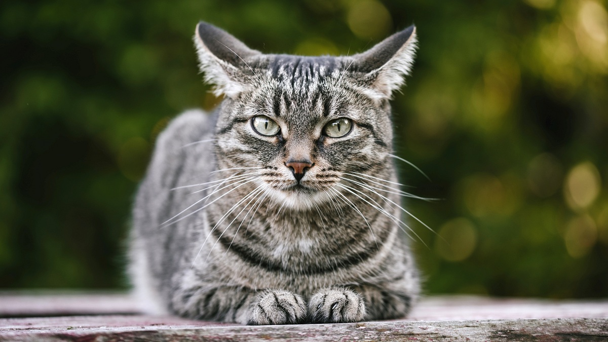 7 интересни факти за мустаќите на мачките