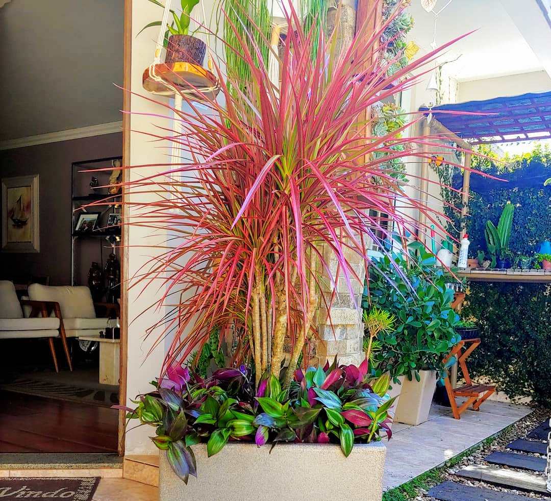 8 растенија што не се лесни за одгледување