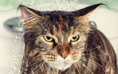 Дали знаете зошто мачките мразат вода?