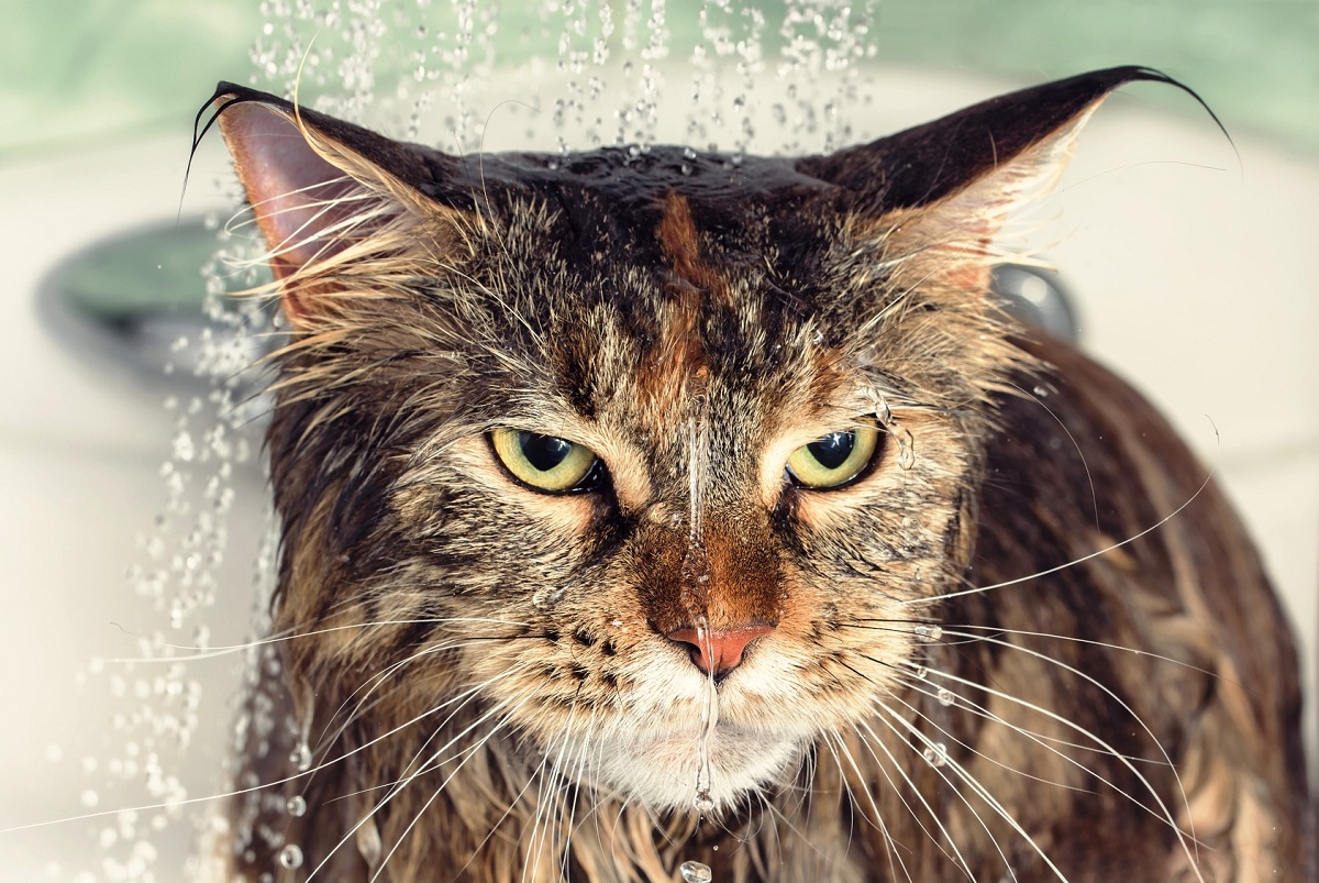 Дали знаете зошто мачките мразат вода?