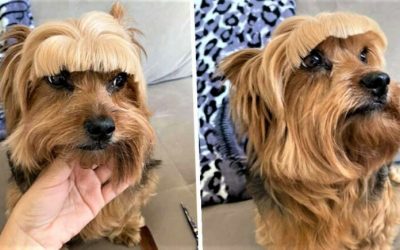 Една жена решила да му направи нова фризура на своето куче и сега навистина се кае