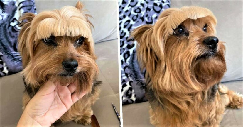 Една жена решила да му направи нова фризура на своето куче и сега навистина се кае