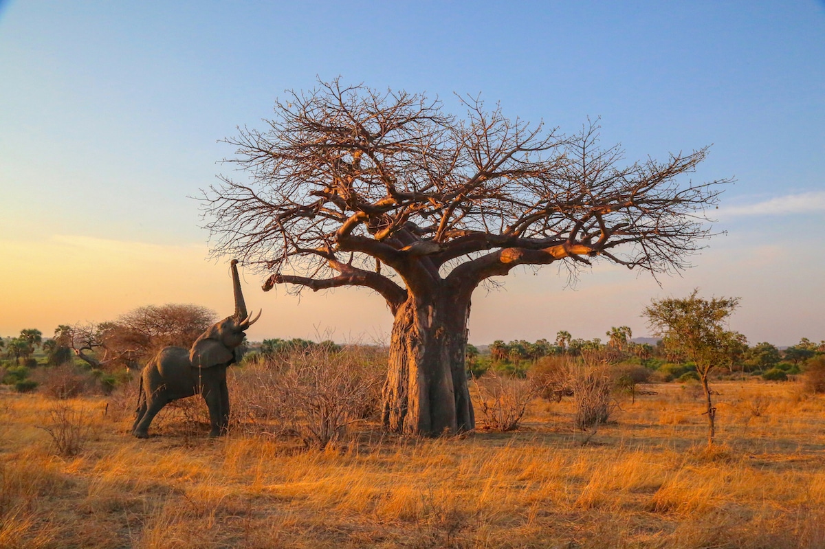 Фотографски проект за помош на загрозените природни паркови во Африка