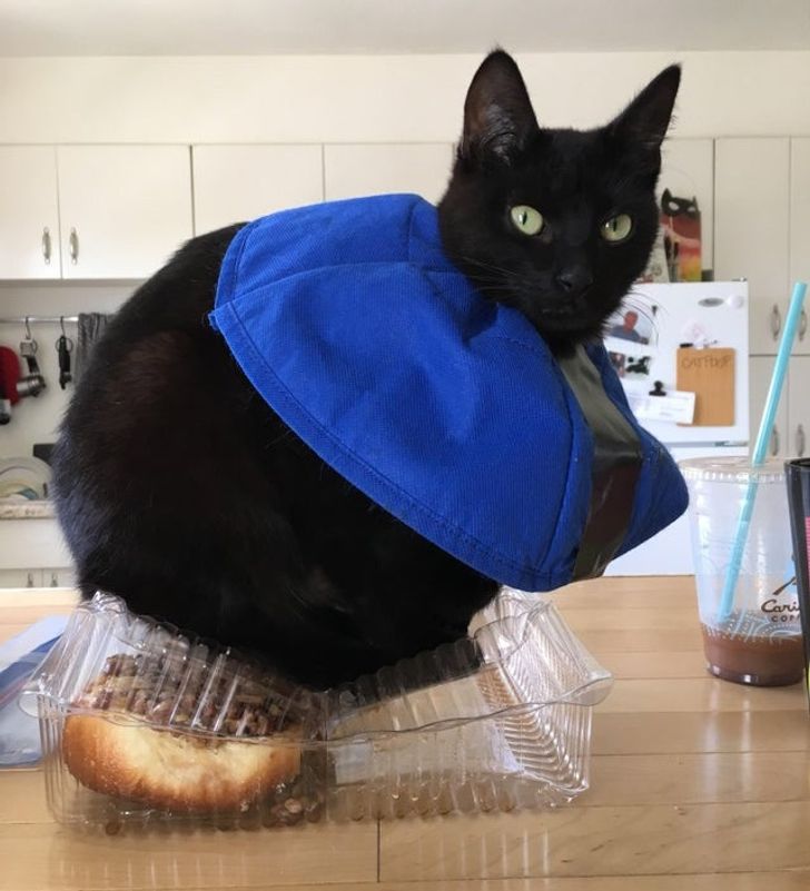 15 непослушни мачки што ќе ви покажат кој е шефот во куќата