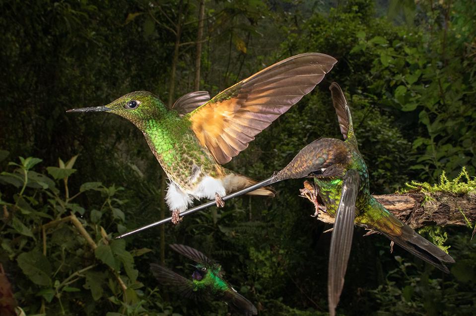 20-те најдобри фотографии на птици за 2020 година