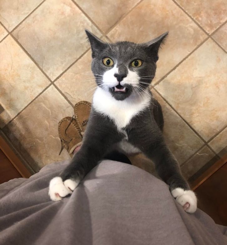 15 непослушни мачки што ќе ви покажат кој е шефот во куќата