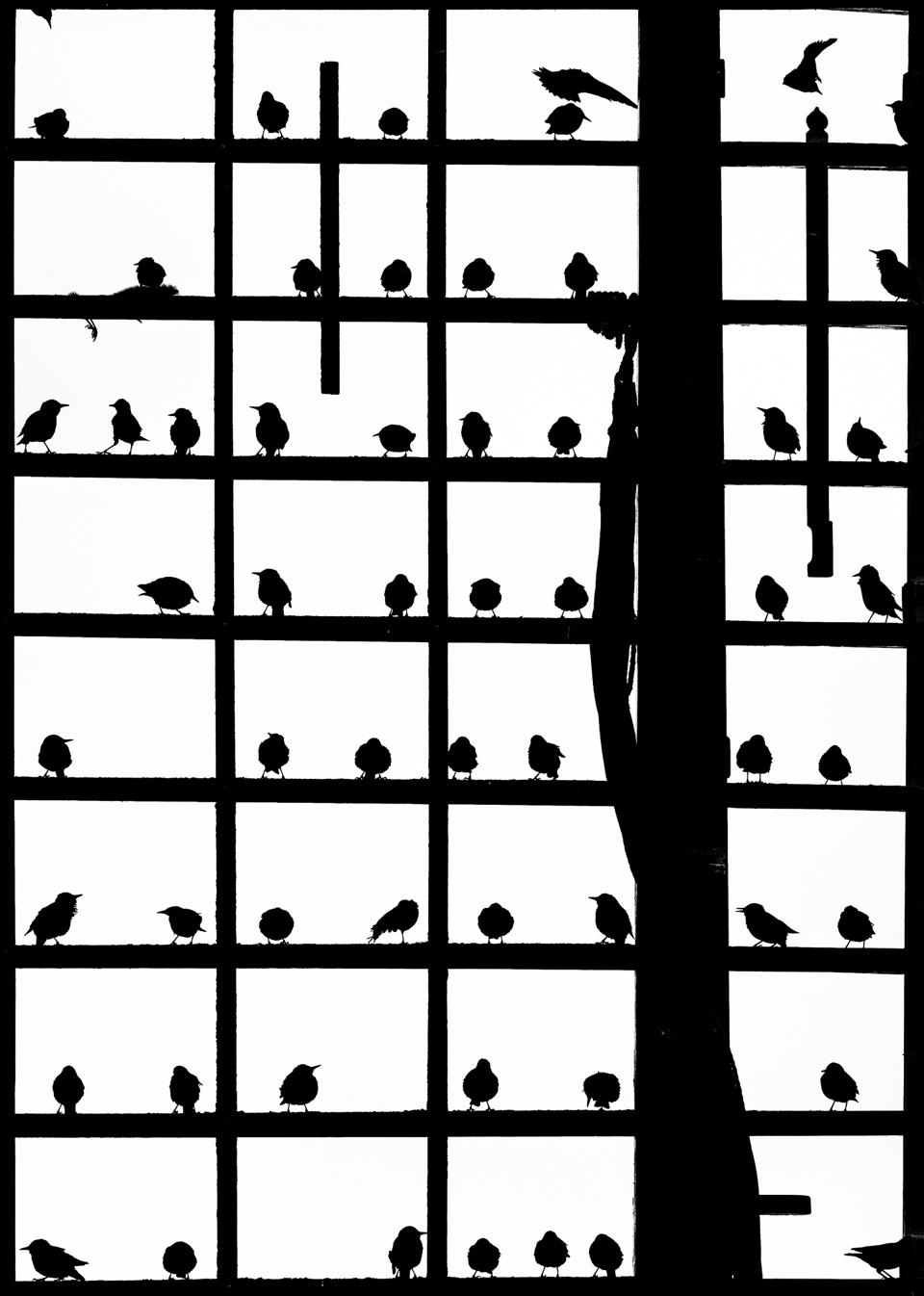 20-те најдобри фотографии на птици за 2020 година