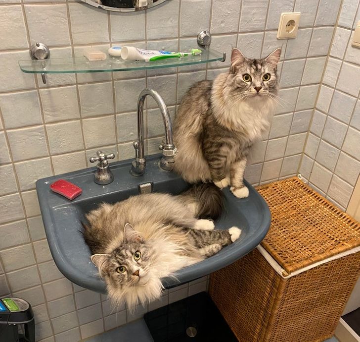 15 непослушни мачки што ќе ви покажат кој е шефот во куќата