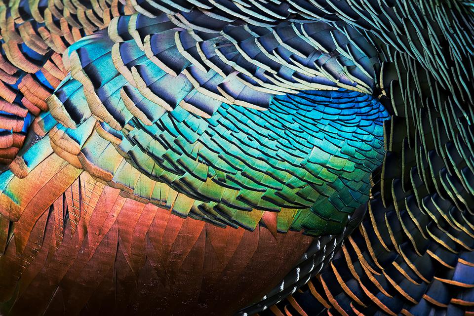 20-те најдобри фотографии на птици за 2020 година