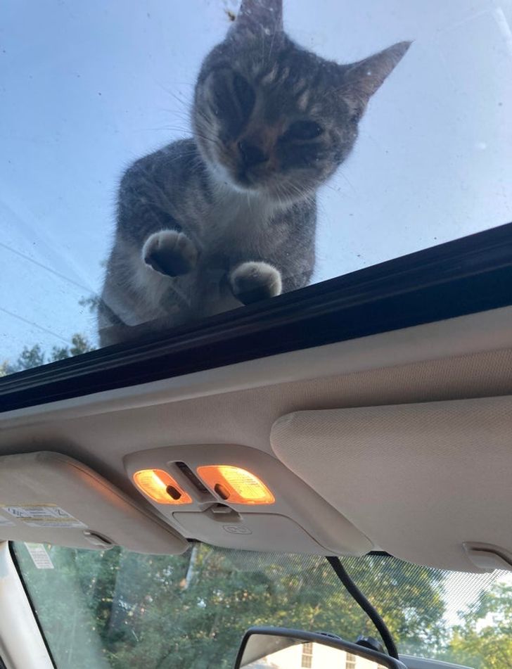 15 непослушни мачки што ќе ви покажат кој е шефот во куќата