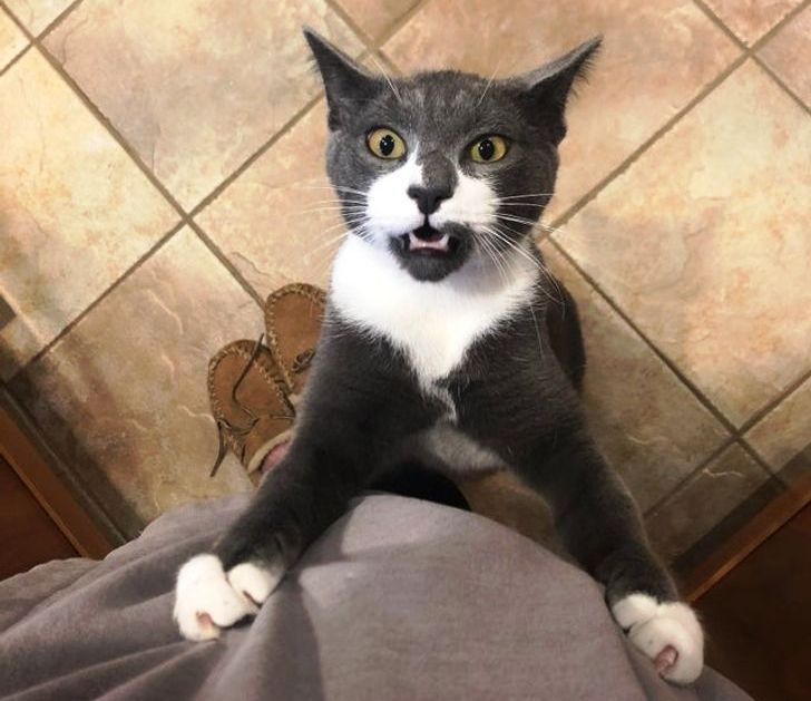 15 непослушни мачки што ќе ви покажат кој е шефот во куќата