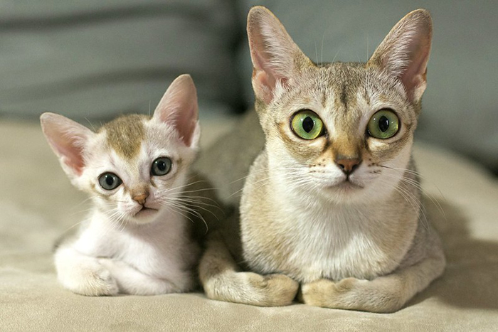 20 симпатични фотографии од мачки со своите мали мачиња