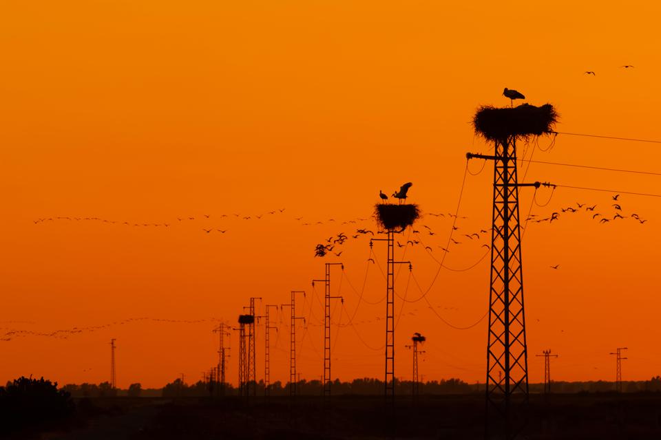 20-те најдобри фотографии на птици за 2020 година