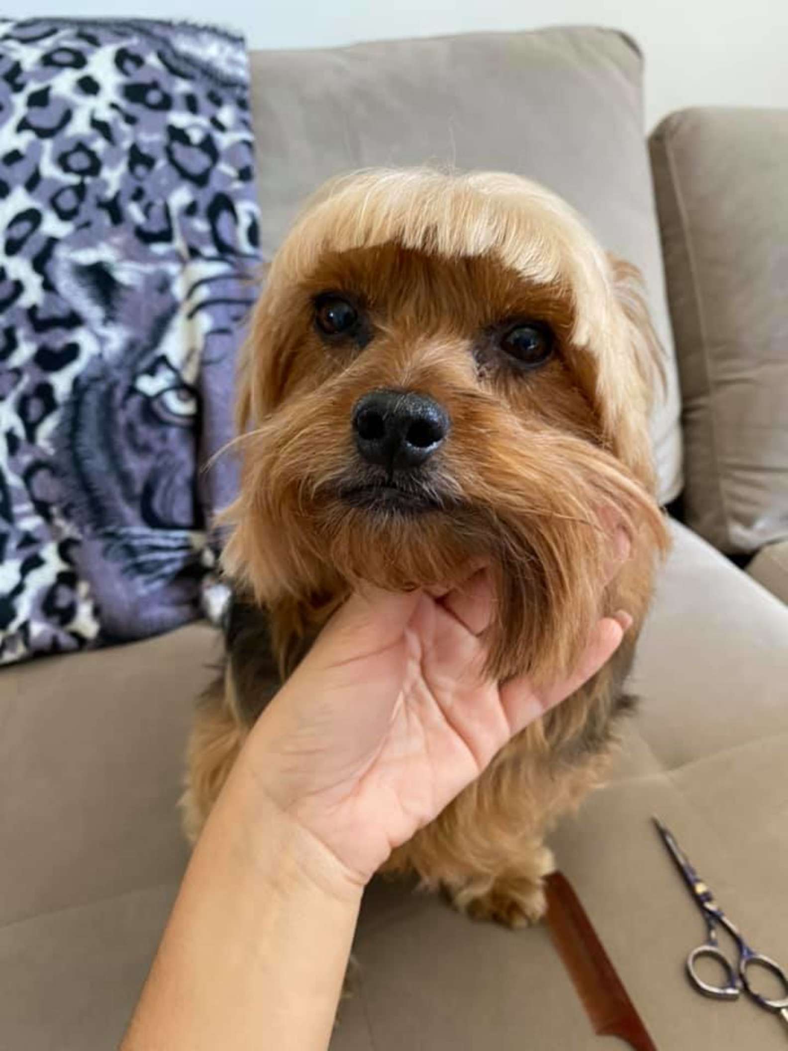 Една жена решила да му направи нова фризура на своето куче и сега навистина се кае