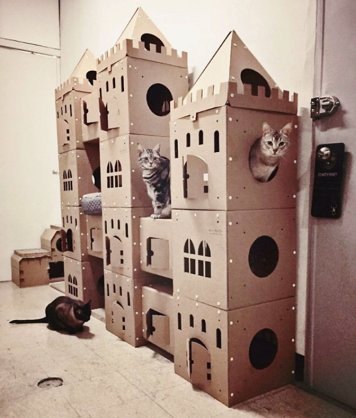 Наместо да ги фрлаат старите картонски кутии, луѓето ги претвораат во неверојатни замоци за мачки