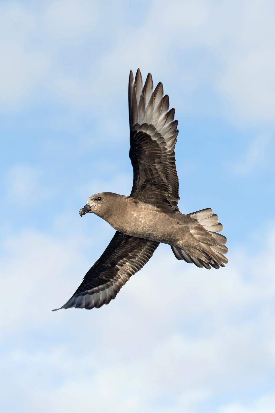 20-те најдобри фотографии на птици за 2020 година