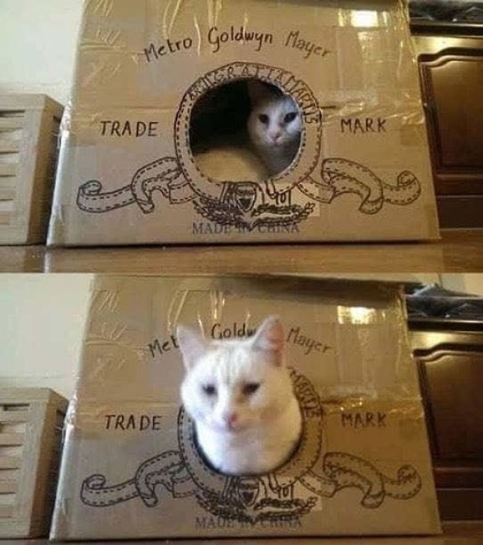 Наместо да ги фрлаат старите картонски кутии, луѓето ги претвораат во неверојатни замоци за мачки