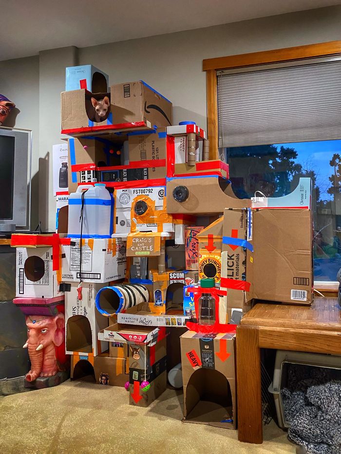 Наместо да ги фрлаат старите картонски кутии, луѓето ги претвораат во неверојатни замоци за мачки