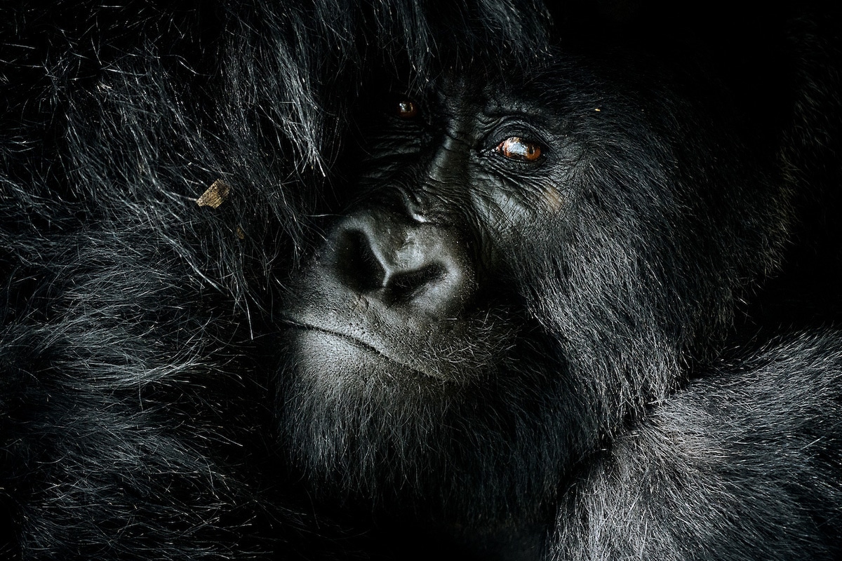 Фотографски проект за помош на загрозените природни паркови во Африка