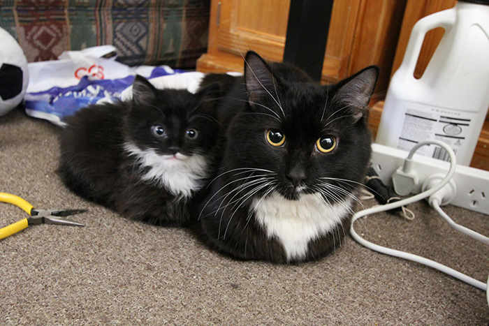 20 симпатични фотографии од мачки со своите мали мачиња
