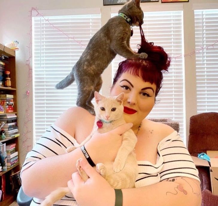 15 непослушни мачки што ќе ви покажат кој е шефот во куќата