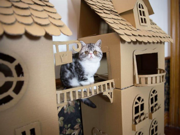 Наместо да ги фрлаат старите картонски кутии, луѓето ги претвораат во неверојатни замоци за мачки