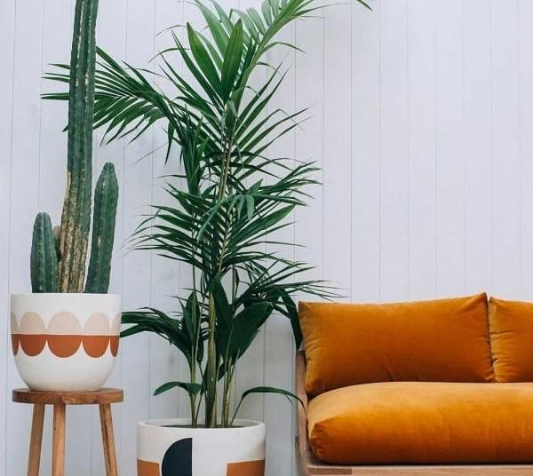 Кое растение треба да го чувате во дневната соба, а кое во кујната?