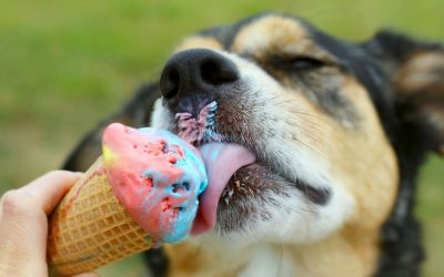 Слатко освежување: Направете им на вашите миленици сладолед во кој ќе уживаат