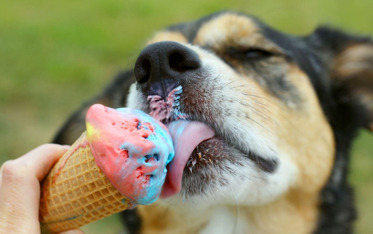 Слатко освежување: Направете им на вашите миленици сладолед во кој ќе уживаат