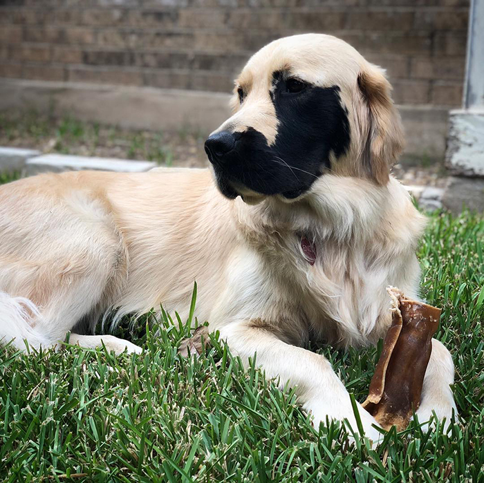 Поради својата генетска мутација, овој златен ретривер ги освои срцата на многу луѓе