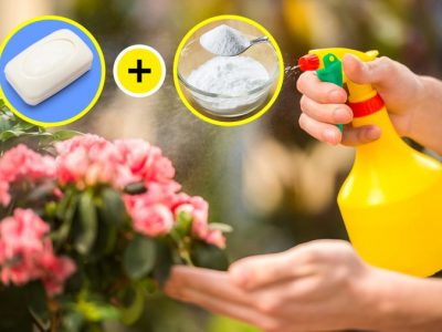 4 трикови со сода бикарбона што можете да ги искористите во вашата градина