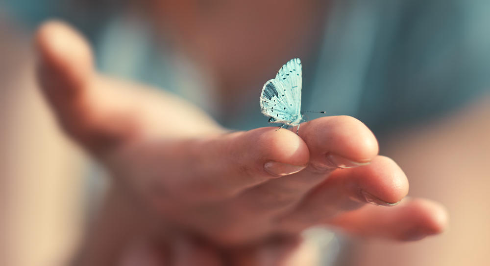 Легенда за сината пеперутка: Ова е сè што треба да знаете за животот!