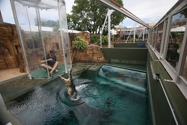 Тематски парк во Австралија во кој можете да пливате со огромни крокодили
