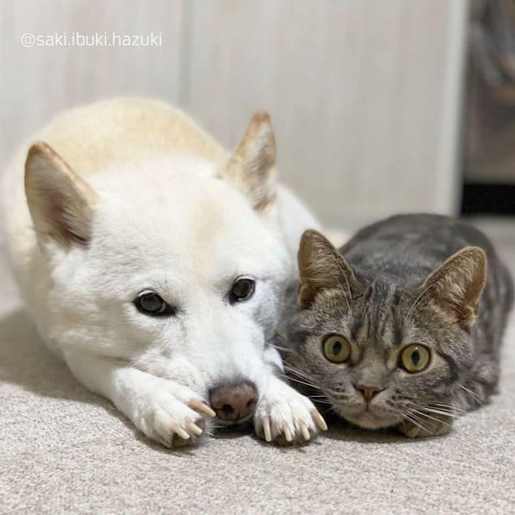 Симпатична мачка мисли дека е куче како нејзините Шиба Ину браќа и сестри