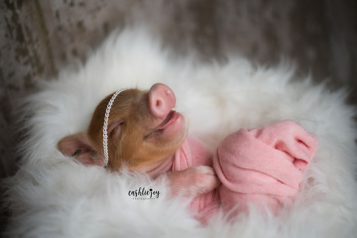 Слатка фотосесија на бебе прасе кое ќе ви го разубави денот