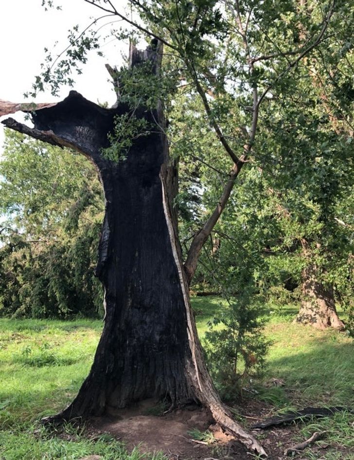 20 фотографии што сведочат за волјата за живот на мајката природа 