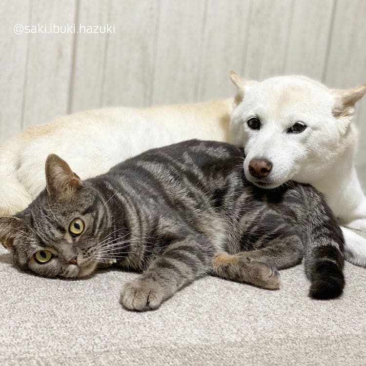 Симпатична мачка мисли дека е куче како нејзините Шиба Ину браќа и сестри