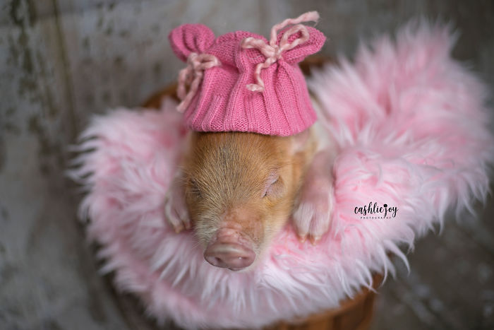 Слатка фотосесија на бебе прасе кое ќе ви го разубави денот