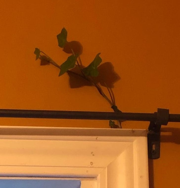 20 фотографии што сведочат за волјата за живот на мајката природа 