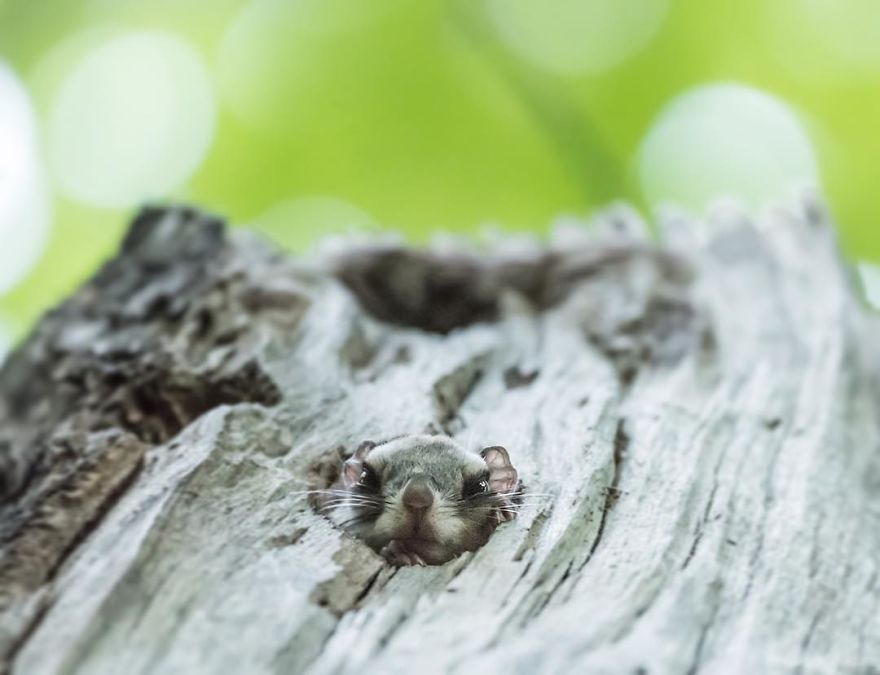 Фотографии од симпатични јапонски џуџести летечки верверички