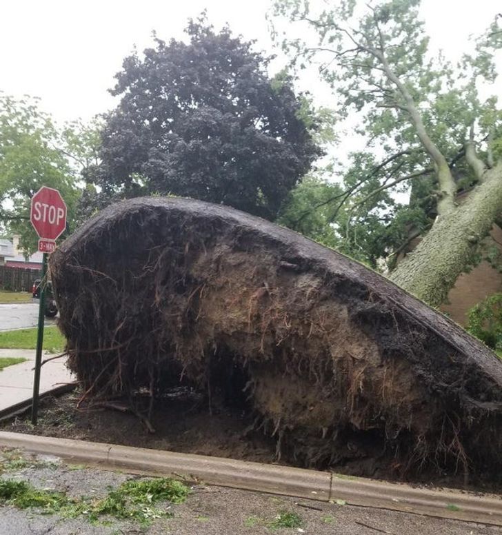 20 фотографии што сведочат за волјата за живот на мајката природа 