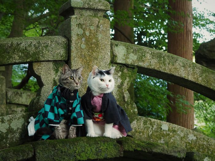 Еден човек создава аниме костуми за своите мачки кои изгледаат навистина кул