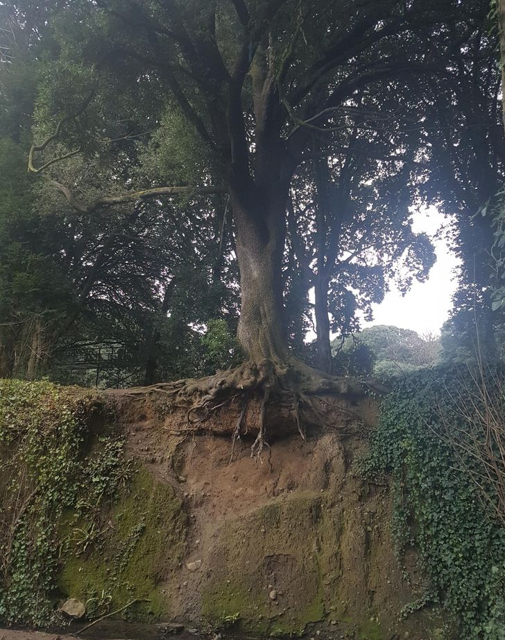 20 фотографии што сведочат за волјата за живот на мајката природа 