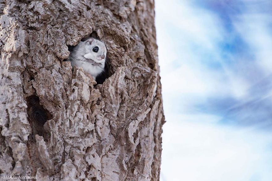Фотографии од симпатични јапонски џуџести летечки верверички
