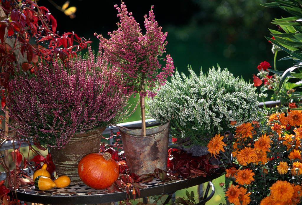 Цветен балкон и во есен: Прекрасен цвет на кој студот и маглата не му можат ништо