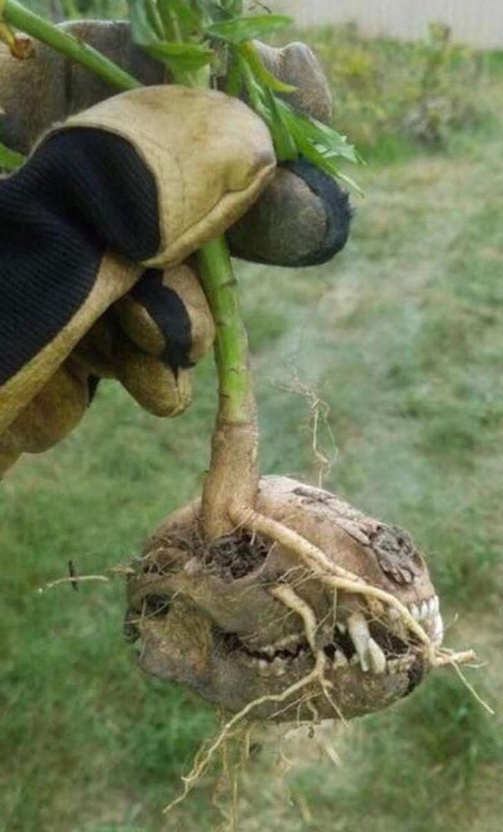 20 фотографии што сведочат за волјата за живот на мајката природа 